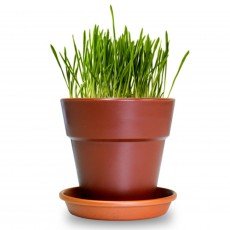 펫모닝 캣그라스 화분재배 세트